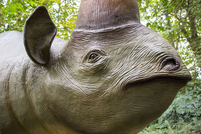 Close-up of elephant