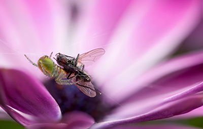 Close-up of insects on purple flower