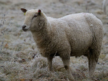 Sheep in the cold