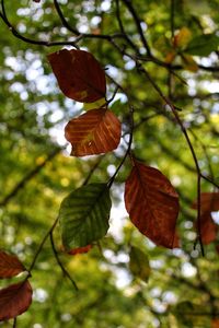 Low angle view of leaves on tree