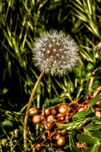 Close-up of dandelion