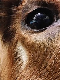 Close-up portrait of dog