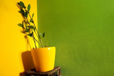 Close-up of potted plant on table against wall