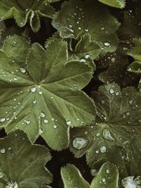 Full frame shot of raindrops on leaves