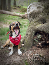 View of dog sticking out tongue on land