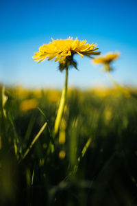 Close-up of yellow flowering plant on field against sky