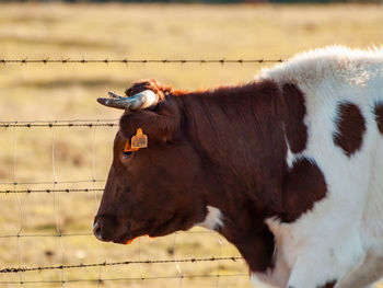 Cow standing in a field