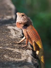 Close-up of a lizard on rock