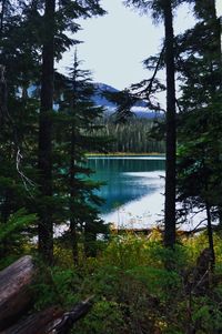 Scenic view of lake by trees against sky