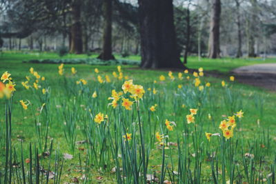 Yellow flowers blooming on field