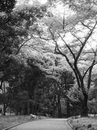 Road amidst trees