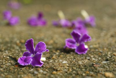 Close-up of purple crocus flowers on land