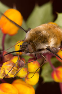 Close-up of bee pollinating on flower