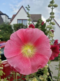 Close-up of pink flowers