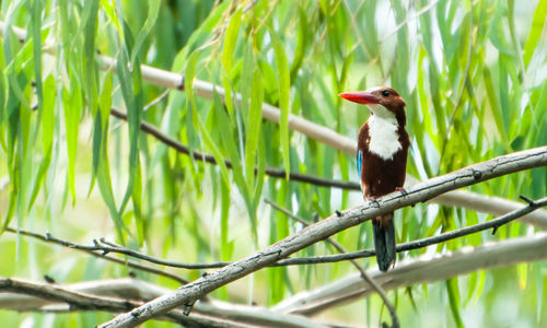 Kingfisher perching on tree