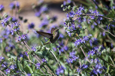 Low angle view of hummingbird pollinating on flower