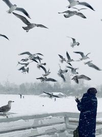 Flock of birds flying over snow covered landscape