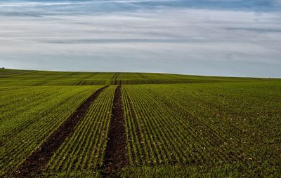 Scenic view of agricultural field against sky