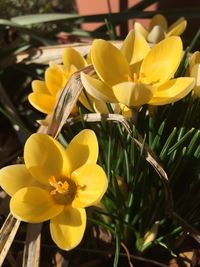 Close-up of yellow flowers blooming outdoors