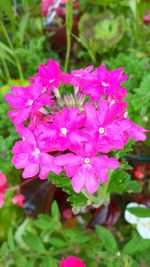 Close-up of pink flowers