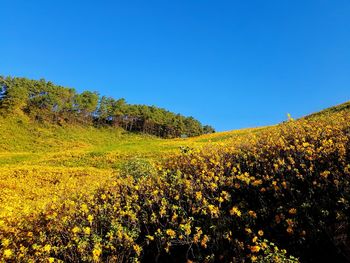 Yellow flowering plants on field against clear blue sky