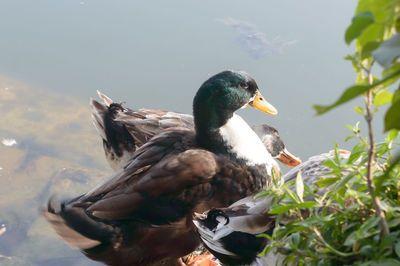 Mallard duck swimming in lake