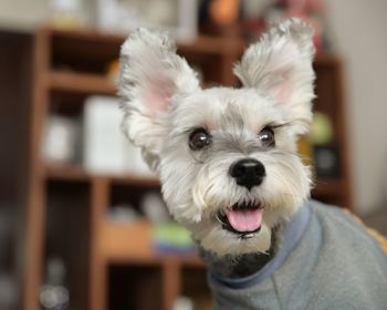 Portrait of white dog at home