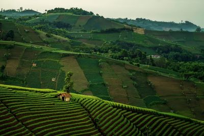 Scenic view of agricultural field