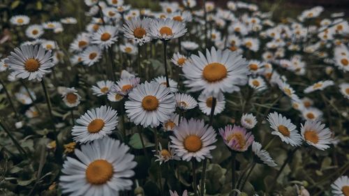 Close-up of white daisy flowers