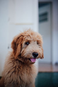 Close-up portrait of  beautiful young goldendoodle 