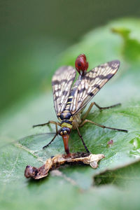 Close-up of scorpionfly eating a caterpillar 