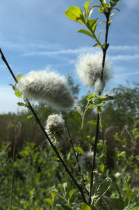 Close-up of white flowering plant against sky