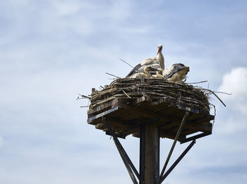 Stork's nest on a platform made of wooden boards