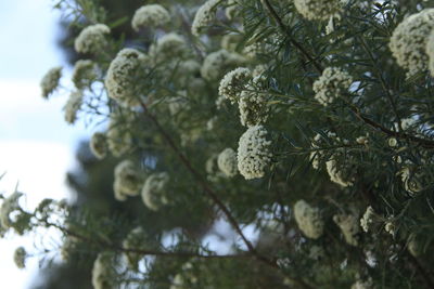 Low angle view of tree against sky