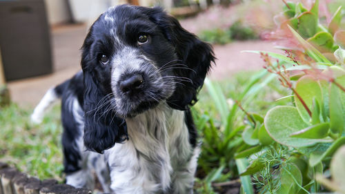 Close-up portrait of a dog