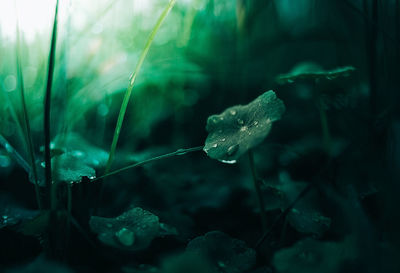 Close-up of jellyfish swimming in sea