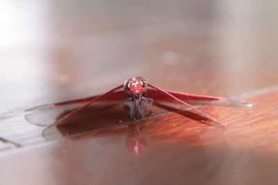 Close-up of insect on red table