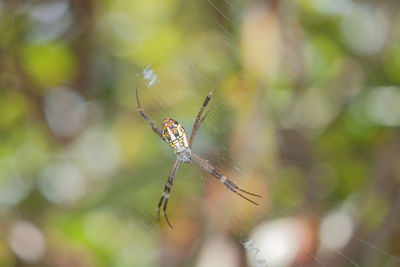 Close-up of spider on web