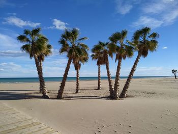 Palm trees on beach against sky