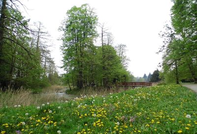 Plants growing in forest