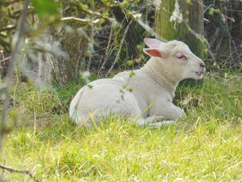 Side view of sheep on field