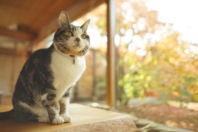 A tabby cat sitting against the background of autumn leaves