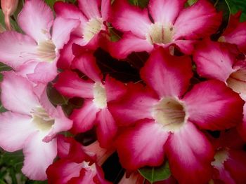 Full frame shot of pink flowers