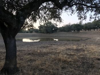 Scenic view of trees on field against sky