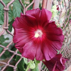 Close-up of pink hibiscus flower