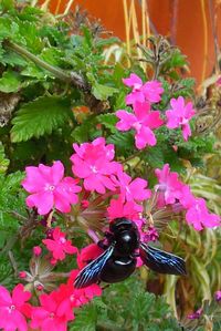 Close-up of pink flowers