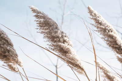 Low angle view of dried plant against sky