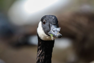 Close-up of a bird