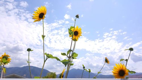 Close-up of yellow cosmos flowers blooming against sky