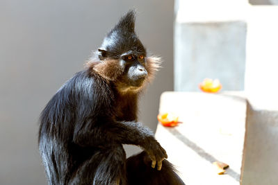 Close-up of marmoset monkey sitting 